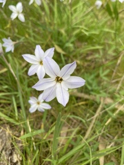 Ipheion uniflorum