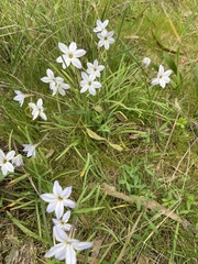Ipheion uniflorum