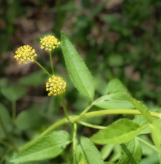 Zizia aurea