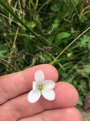 Geranium neglectum