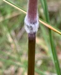 Austrostipa