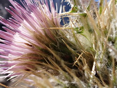 Cirsium eatonii
