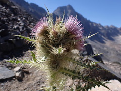 Cirsium eatonii