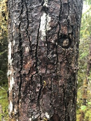 Populus