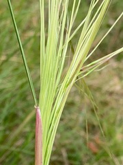 Austrostipa