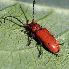 Tetraopes femoratus