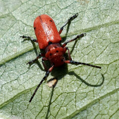 Tetraopes femoratus