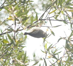 Melithreptus brevirostris