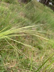 Austrostipa