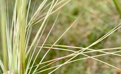 Austrostipa