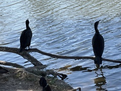 Phalacrocorax
