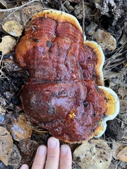 Ganoderma polychromum