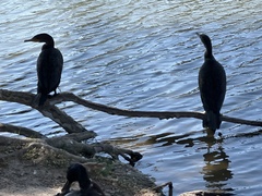 Phalacrocorax