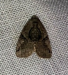 Pseudeustrotia indeterminata