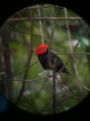 Ceratopipra mentalis