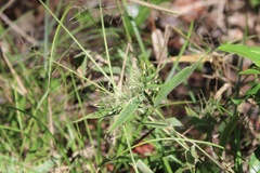 Dichanthelium commutatum