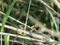 Arigomphus submedianus