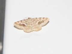 Frederickia nigricomma