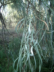 Acacia stenophylla