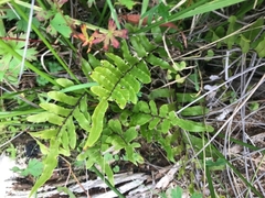 Blechnum wattsii