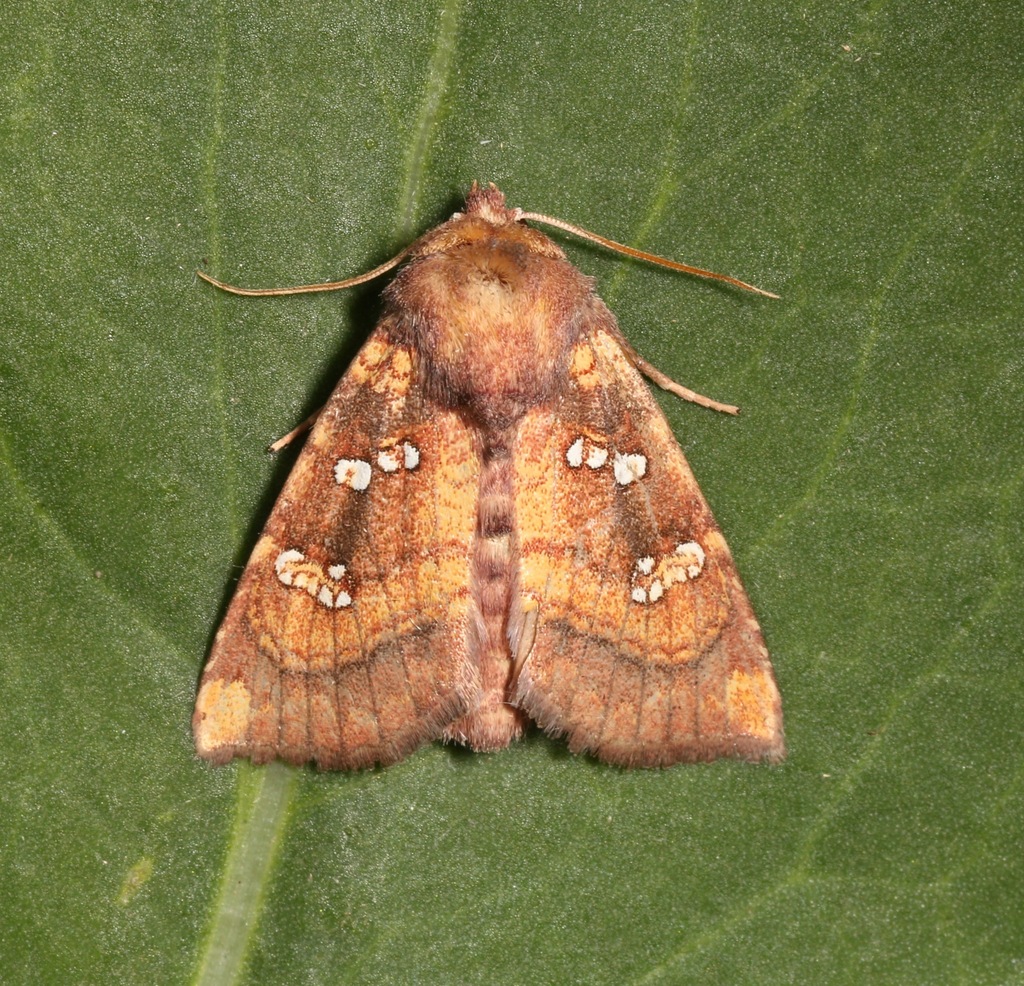 Owl’s-claws Borer