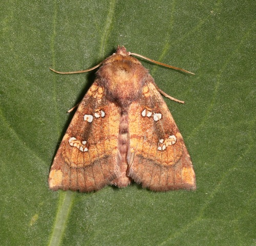 Owl’s-claws Borer