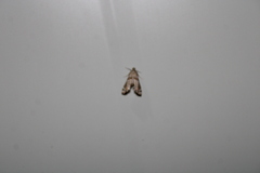 Petrophila jaliscalis