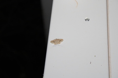 Frederickia nigricomma