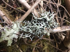 Hypogymnia imshaugii