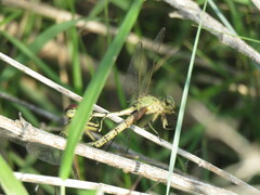 Arigomphus submedianus