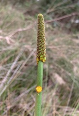 Xanthorrhoea minor lutea