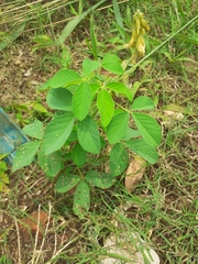 Crotalaria pallida