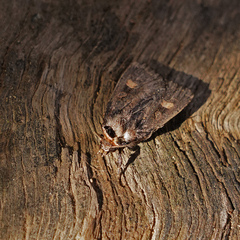 Adelphagrotis indeterminata