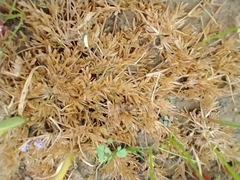 Eragrostis hypnoides