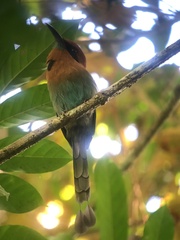 Electron platyrhynchum