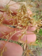 Eragrostis hypnoides