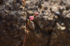 Thelymitra carnea
