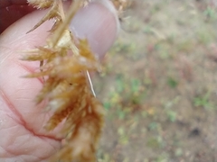 Eragrostis hypnoides