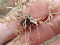 Eragrostis hypnoides