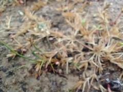 Eragrostis hypnoides