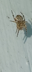 Larinioides sclopetarius