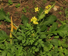 Rorippa sylvestris
