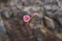 Thelymitra carnea