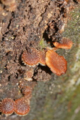 Psathyrella echinata