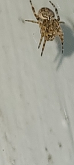 Larinioides sclopetarius