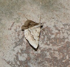 Frederickia nigricomma