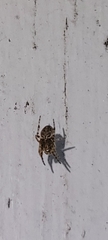 Larinioides sclopetarius