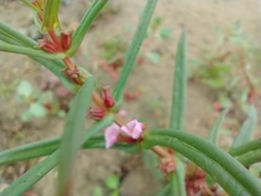 Ammannia robusta