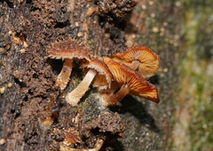 Psathyrella echinata