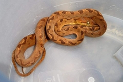 Leptodeira polysticta